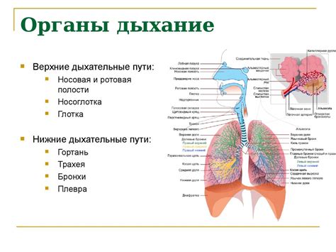 Аллергическая реакция в органах дыхания: диагностика и управление