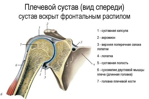 Анатомические особенности структуры ключицы и плечевого сустава