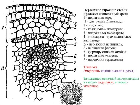 Анатомическое строение и задачи сида