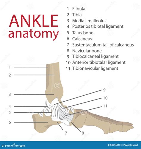 Анатомия лодыжки: основные структуры
