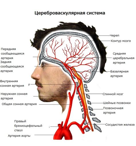 Аномалии центрального кровоснабжения головного мозга: причины и симптомы