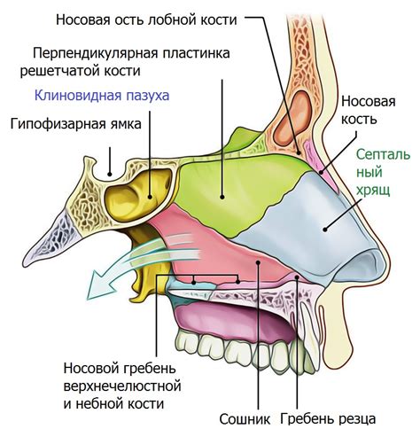 Архитектура носа и его функциональное значение