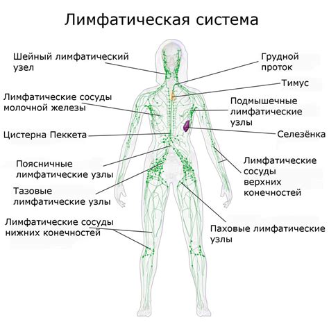 Биологическое значение лимфатической системы и ее роль в иммунной защите организма