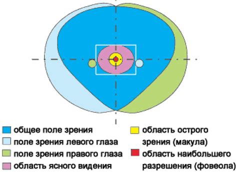 Благодаря свету, расширяется поле зрения
