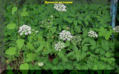 Борьба с плотной растительностью на участке: как использовать биологические факторы в свою пользу