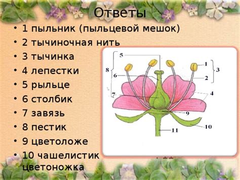 Важное значение соцветий в обеспечении размножения растений