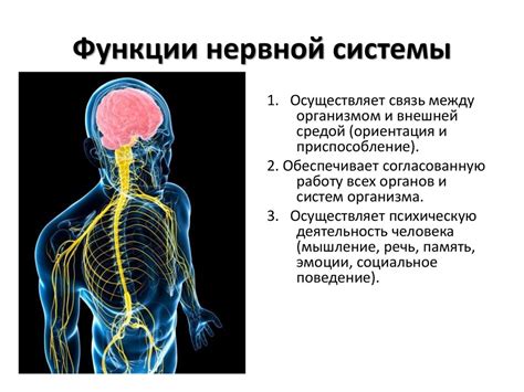 Важность ганглиев для нервной системы