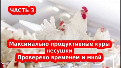 Важность протеиновых кормов в рационе птицы с высокой яйценоскостью