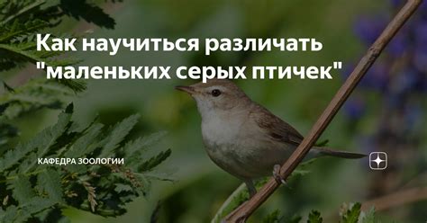 Важные моменты размножения и воспитания маленьких птичек