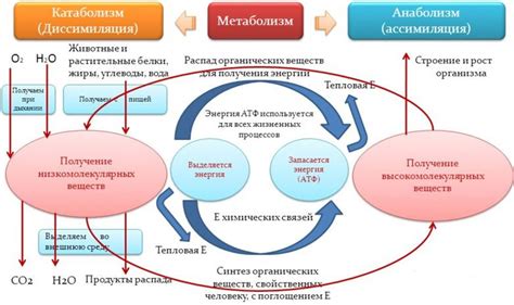 Взаимосвязь воспалительных процессов и нарушений активности кислородного метаболизма в организме