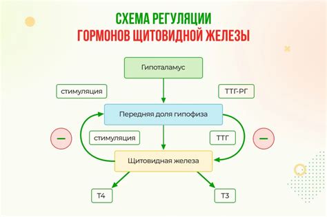 Взаимосвязь гормона ТТГ с функционированием щитовидной железы