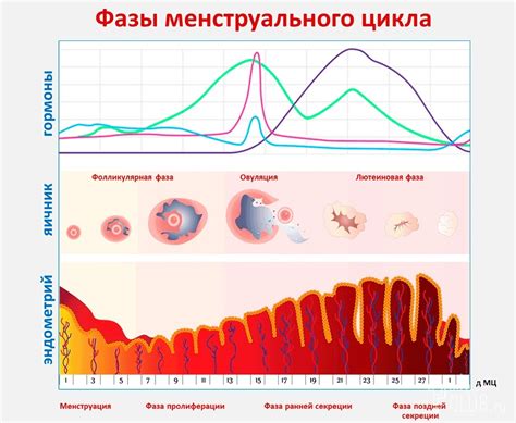 Взаимосвязь между менструальным циклом и вероятностью воспаления