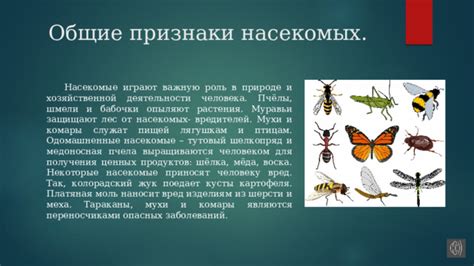 Виды насекомых, причиняющих вред стеблям растения люпин