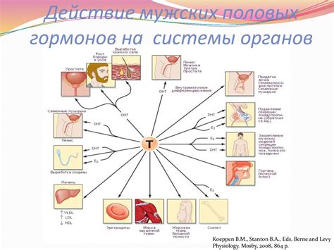 Влияние баланса гормонов на состояние ногтей