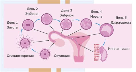 Влияние возраста на пригодность яйцеклетки для зачатия