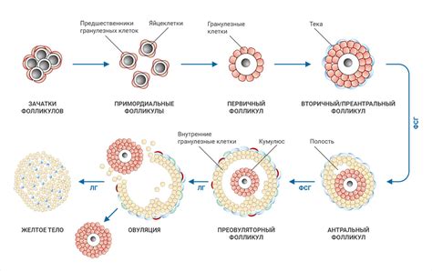 Влияние возрастных изменений и изменений гормонального фона на накопление жира внутренних органов