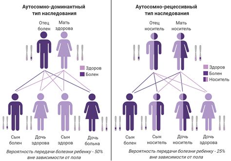 Влияние генетического наследования на внешние черты