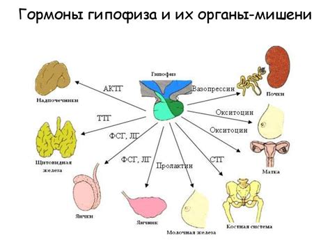 Влияние гормона, связывающего половые гормоны на метаболические процессы