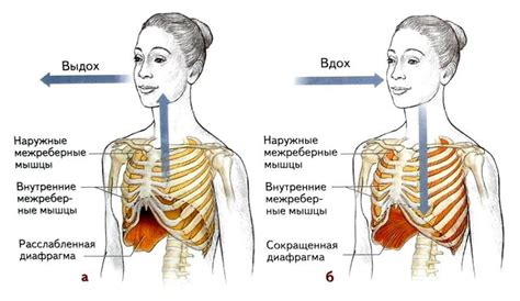 Влияние дыхания через нос и рот на кислородное насыщение организма