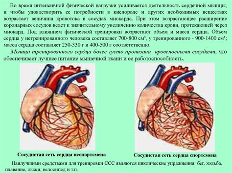 Влияние на работу сердечно-сосудистой системы и функции дыхания