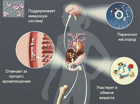 Влияние недостаточного количества определенного микроорганизма в организме человека