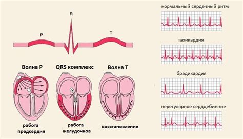 Влияние отдыха и сна на сердечный ритм