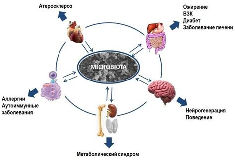 Влияние отсутствия роста микробиоты на здоровье