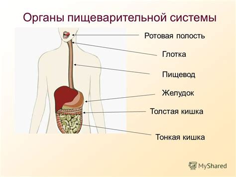 Влияние пневмонии на органы пищеварительной системы