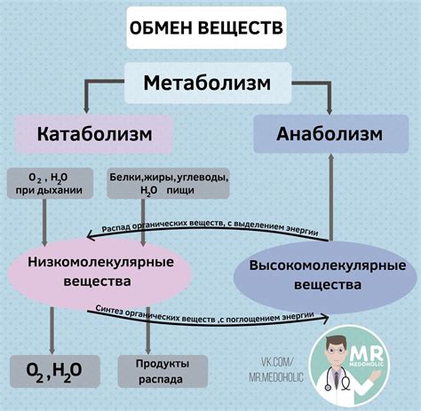 Влияние потребности в питье на обмен веществ в организме