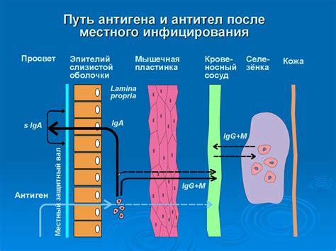 Влияние селена на функционирование иммунной системы