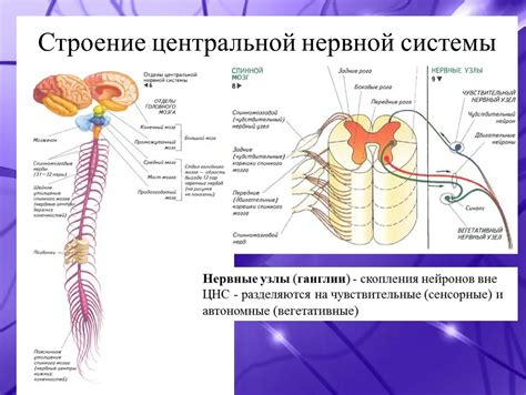 Влияние стресса на функционирование нервной системы и возможные реакции организма