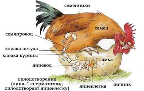 Внешний облик петуха и курицы: основные характеристики