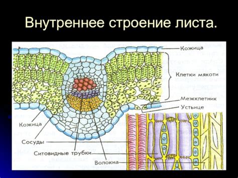 Внутреннее строение механизма, обеспечивающего измерение и отображение времени