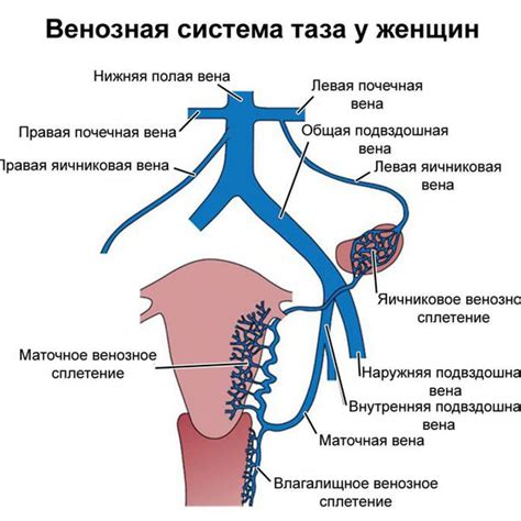 Воздействие гормональных препаратов на кровообращение в области малого таза