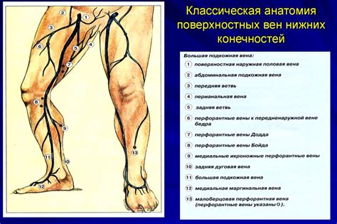 Воздействие лодыжки на биомеханику нижних конечностей