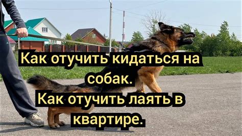 Возможные причины, по которым собаки начинают лаять в ночное время