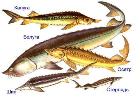 Воспроизводство и разведение осетровых рыб: секреты успешной домашней аквакультуры