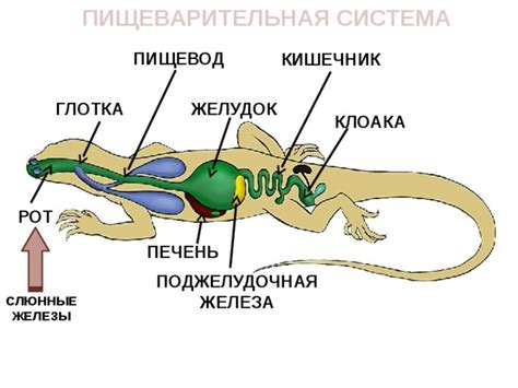 Восстановление оппонента у рептилий