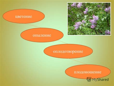 Вредители, влияющие на опыление и плодоношение