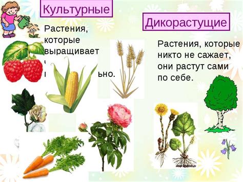 Выбор и расположение культурных растений для оптимальной доходности