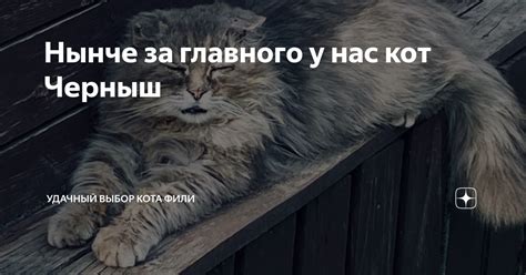 Выбор кота-воителя в качестве главного героя: ключевая роль персонажа