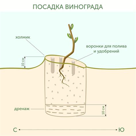 Выбор места для посадки и подготовка почвы