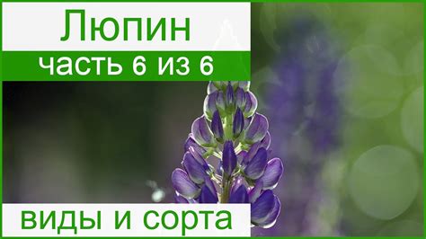 Выбор сорта и характеристики люпина