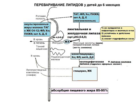 Генетический фактор в формировании присутствия нейтральных липидов в стуле детей
