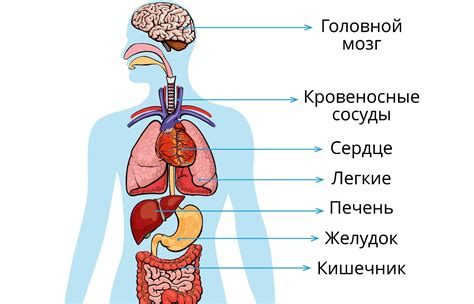 Главные органы внутренней половой области