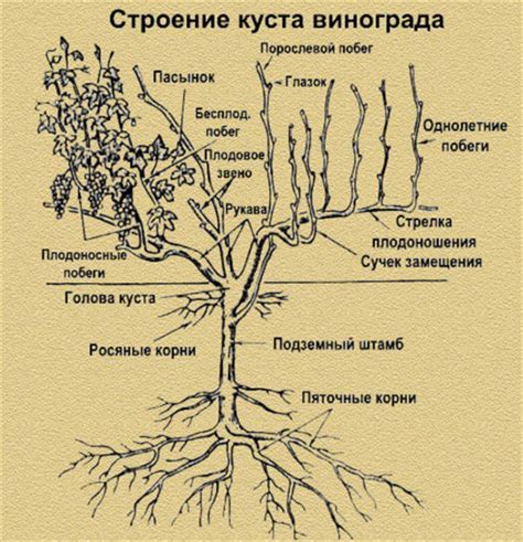 Главные этапы обрезки виноградных лоз весной: основные моменты процесса