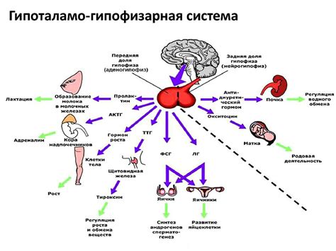 Гормональный фактор и процесс образования специальной секреции у мужчин