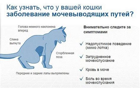 Диагностика и терапия уролитиаза у домашнего кота