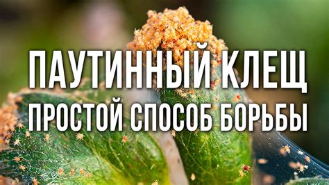 Дополнительные средства и методы выведения клеща: как подобрать наиболее подходящую
альтернативу 