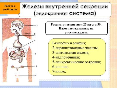 Железы внутренней секреции: строение и роль в организме